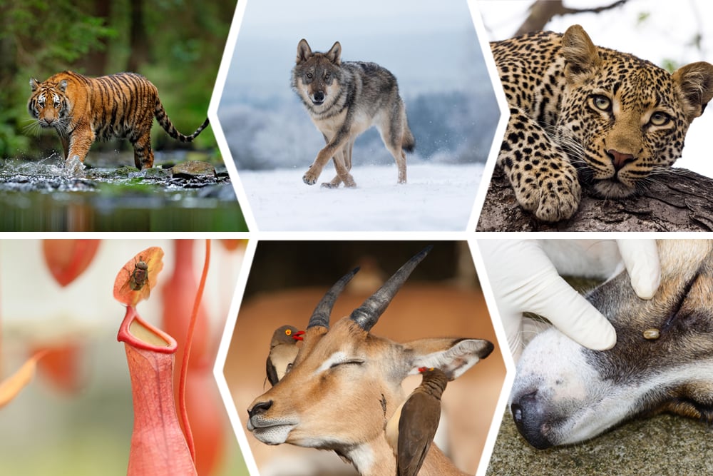 Ecological Relationships How Do Species Interact With One Another?
