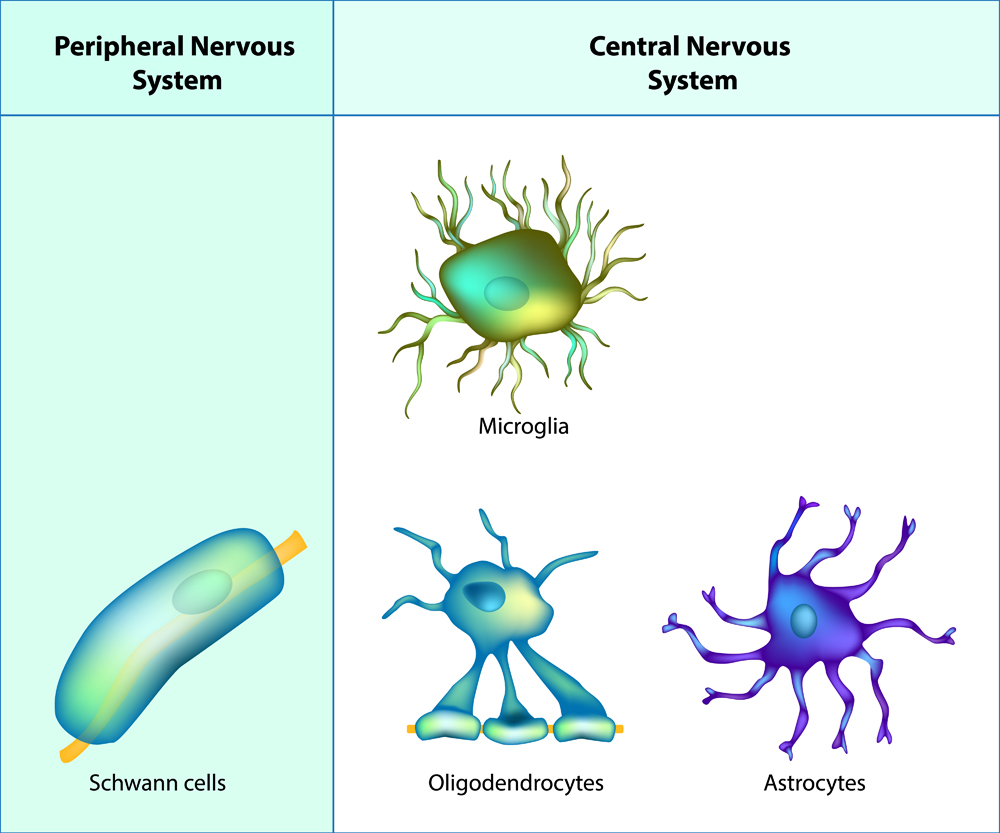 Glial Cells Discovery, Importance, Types, and Functions