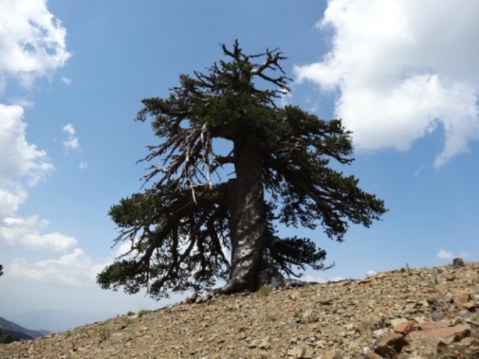 At 1,075 Years Old, This Might Be The Oldest Living Tree in Europe