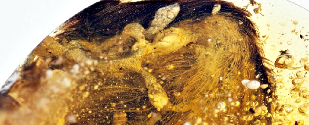 99millionyearold dinosaur bird wings found preserved in amber