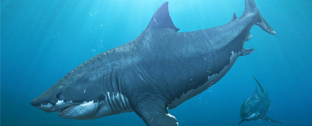 Scientists Discover a Mysterious Prehistoric Shark That Was Related to