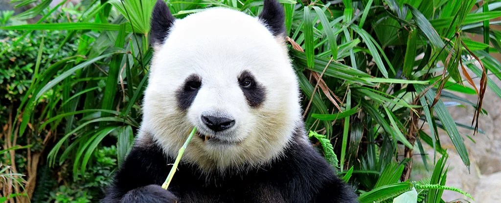 Scientists explain the depressing reason why pandas are black and white