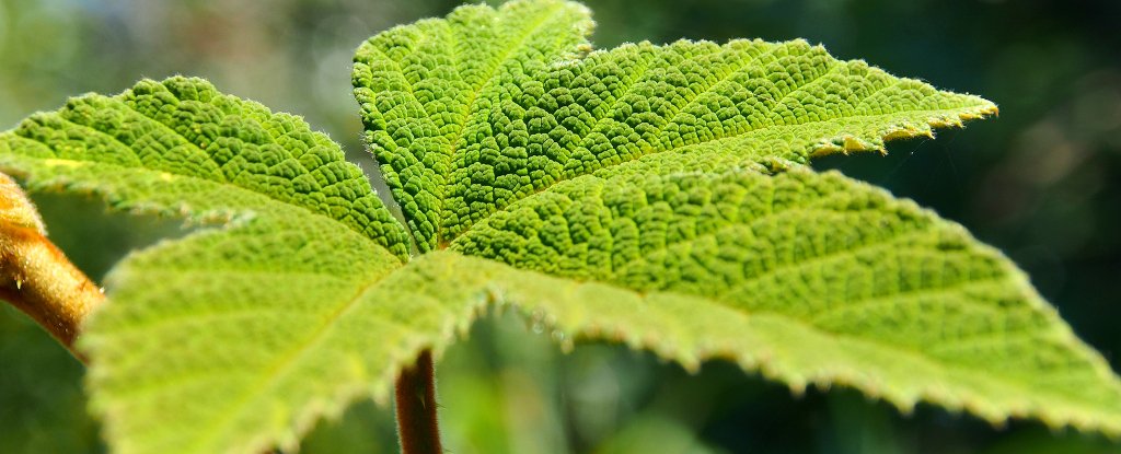 Plants Really Do Respond to The Way We Touch Them