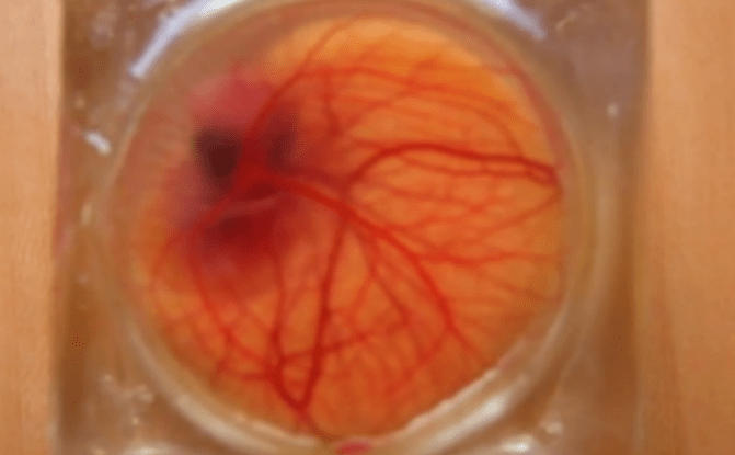 WATCH Scientists have created a seethrough eggshell to watch embryo