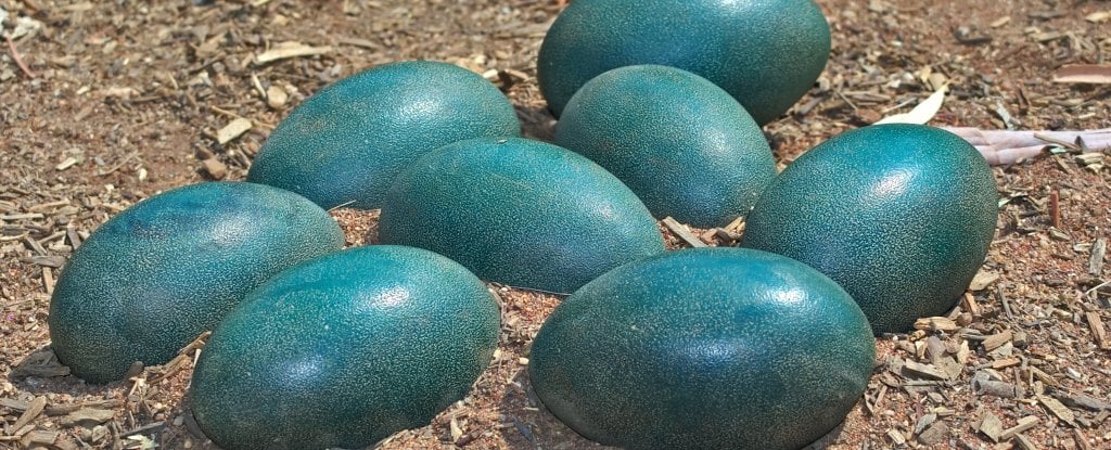 Blue dinosaur eggs have revealed a surprise about ancient birdlike