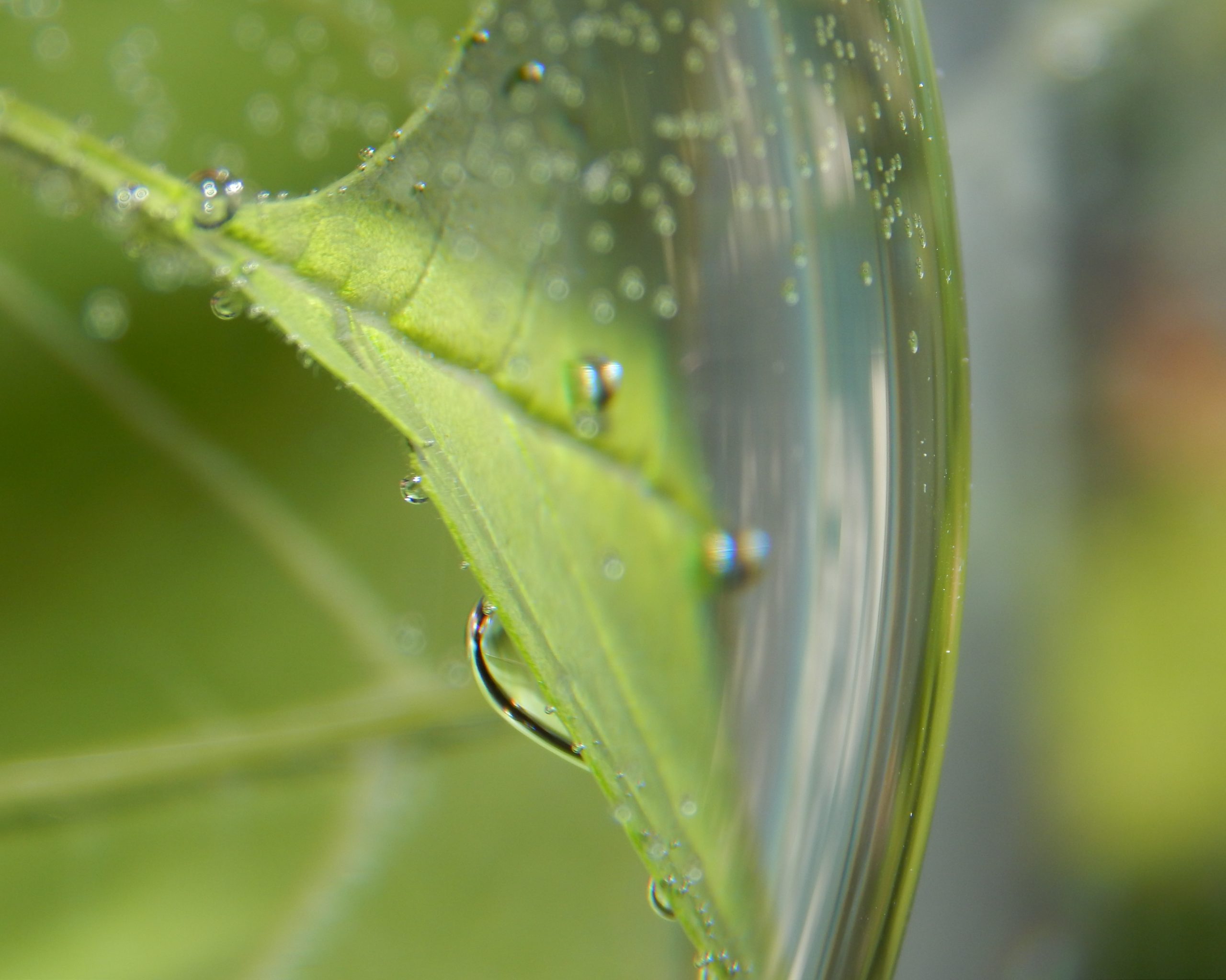 Breathing Leaves Buffalo Museum of Science