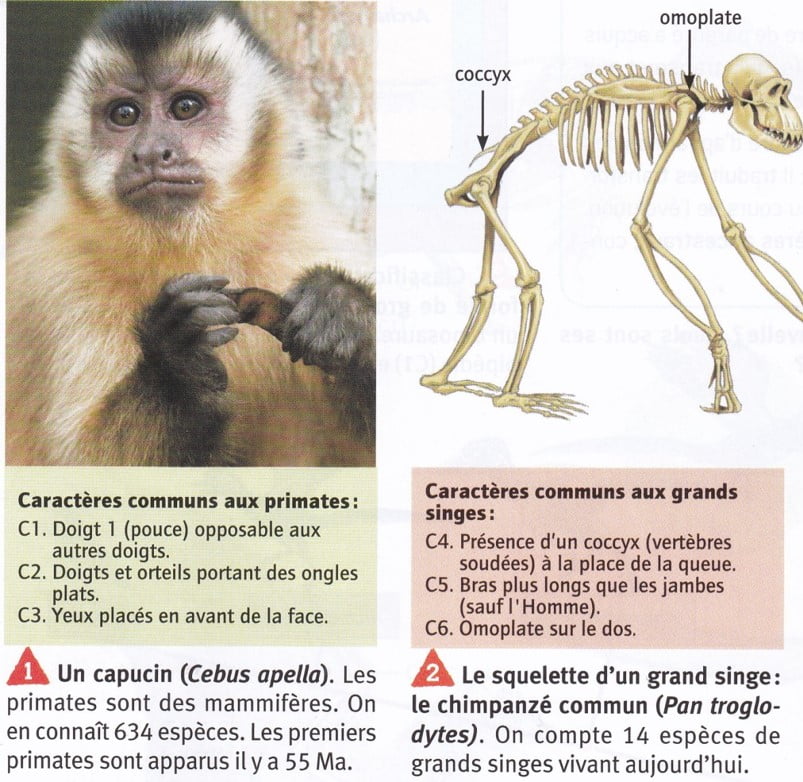 SVT3emeChap 2 L’évolution des espèces au cours du