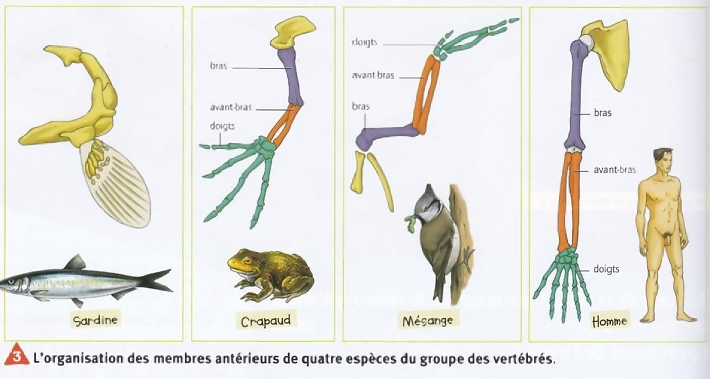 SVT3emeChap 2 L'évolution des espèces au cours du