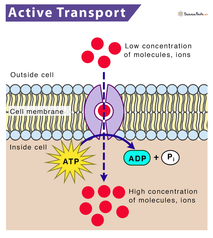 types of active transport in a cell