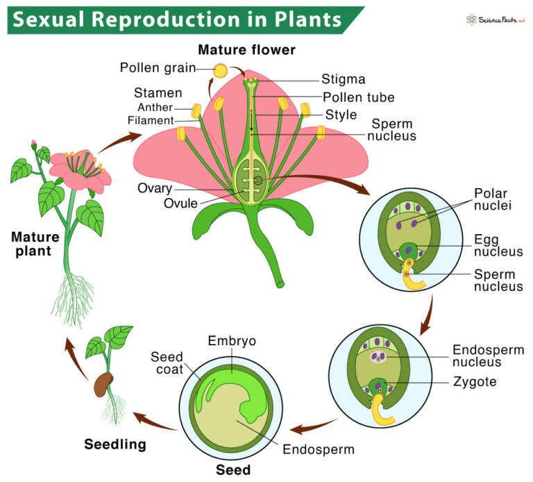 Plants That Reproduce Asexually List at Louis Nash blog