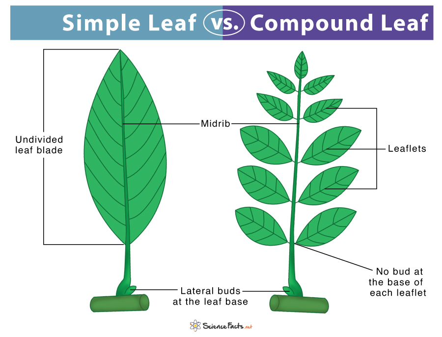 Different Types of Leaves with Names and Pictures