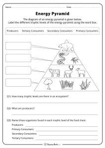 Energy Pyramid Worksheets - Free Printables