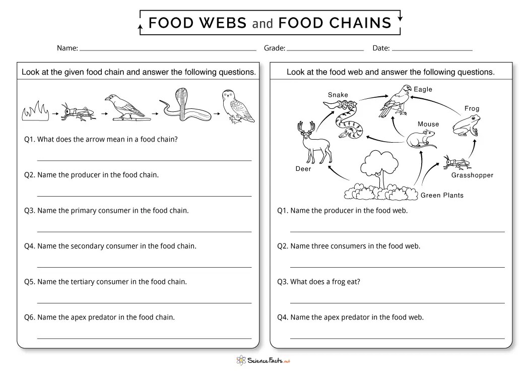 Food Web Worksheet Food Web Worksheet