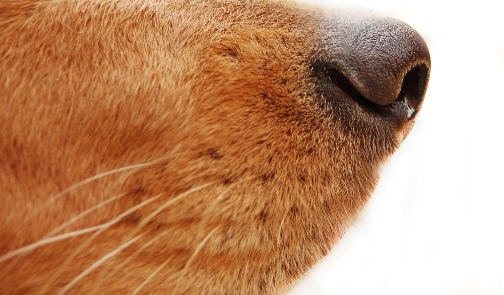 Can Dogs Smell Cancer? Science Friday