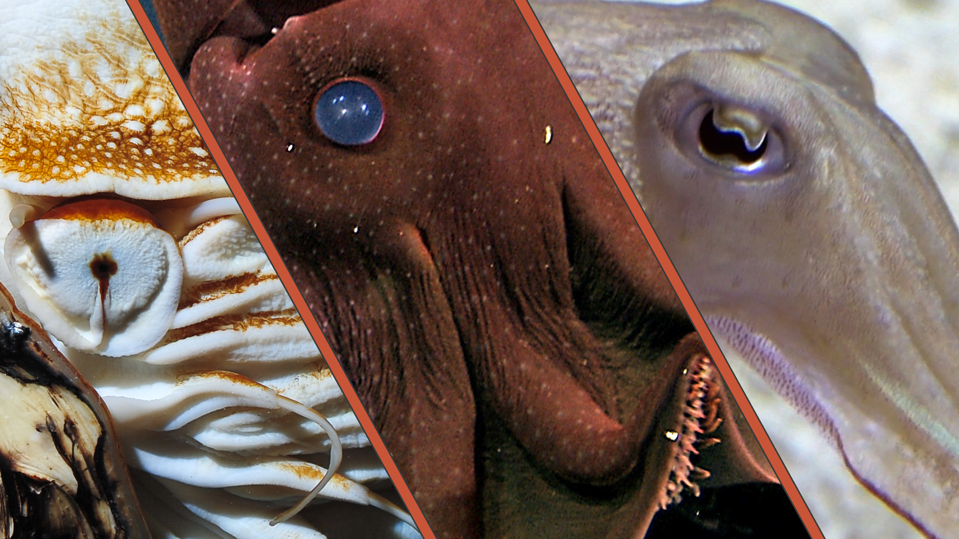 CephalopodWeek Celebrating All Things Tentacled Science Friday