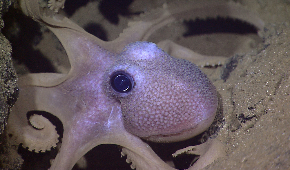 Getting A Grasp On The Clever Cephalopod Science Friday