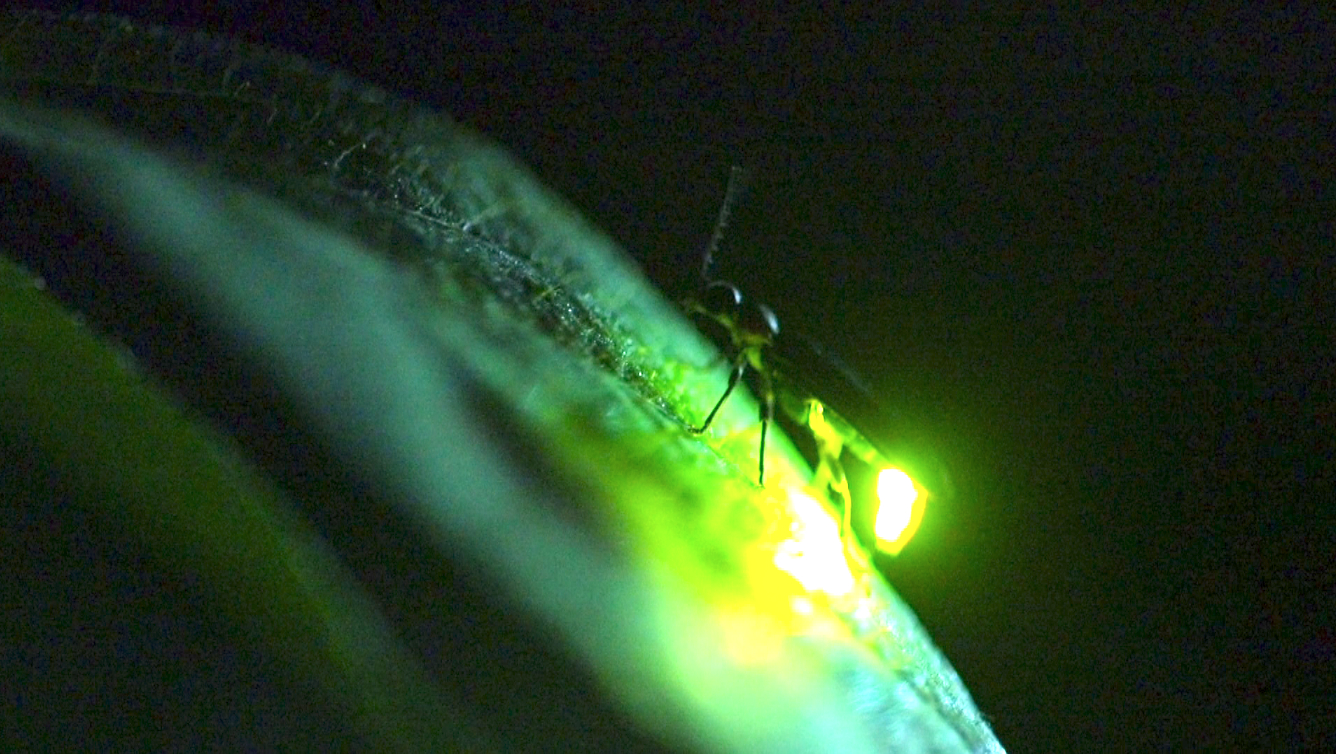 In a Flash Firefly Communication Science Friday