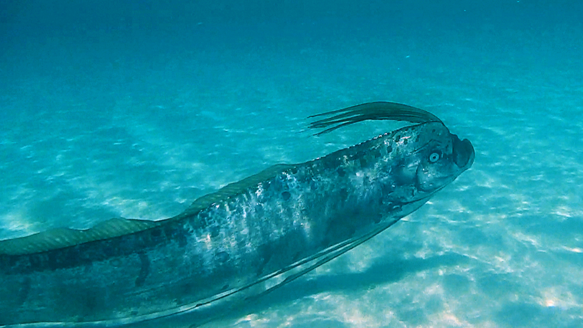 Oarfish The Ultimate Fish Tale Science Friday