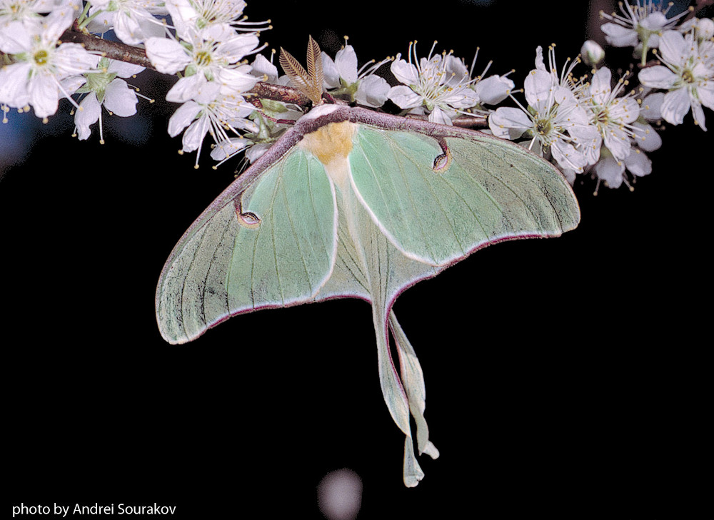 'Mothers' Celebrate LessLoved Lepidopterans Science Friday