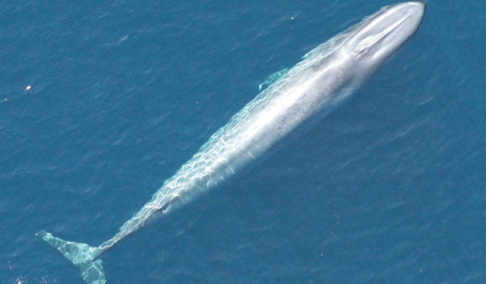 After 40 Years, a Blue Whale Population Bounces Back Science Friday