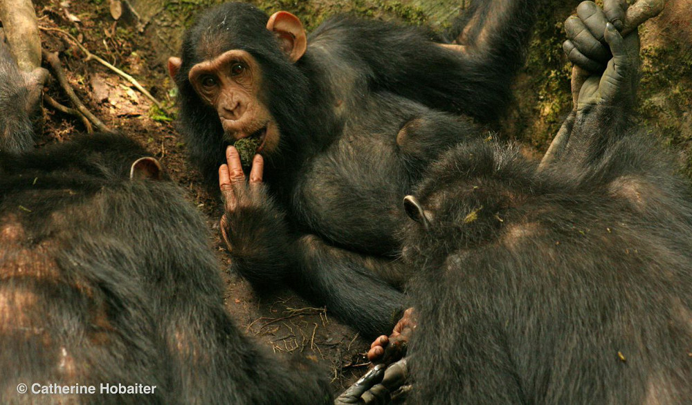 Do Chimps Have Culture? Science Friday