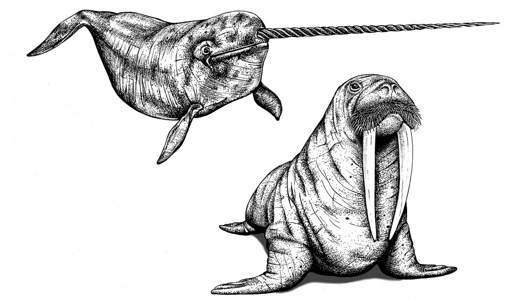 Horns, Claws, and Teeth The Animal Weapons Arms Race Science Friday