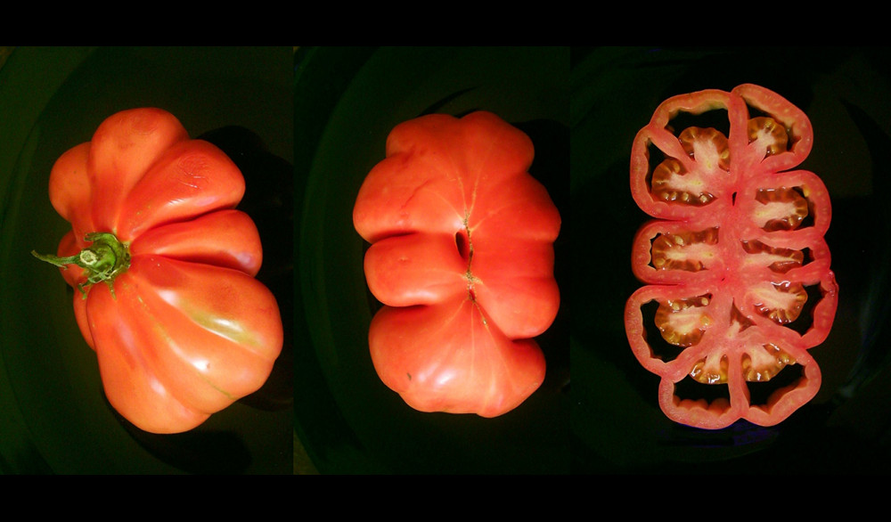 How Did the Beefsteak Tomato Get So Beefy? Science Friday