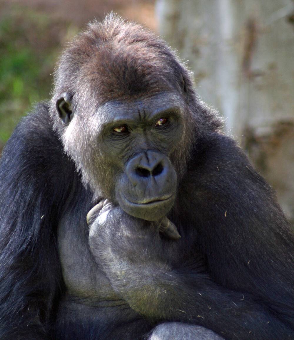 Gorilla Genome Sheds Light On Human Evolution Science Friday