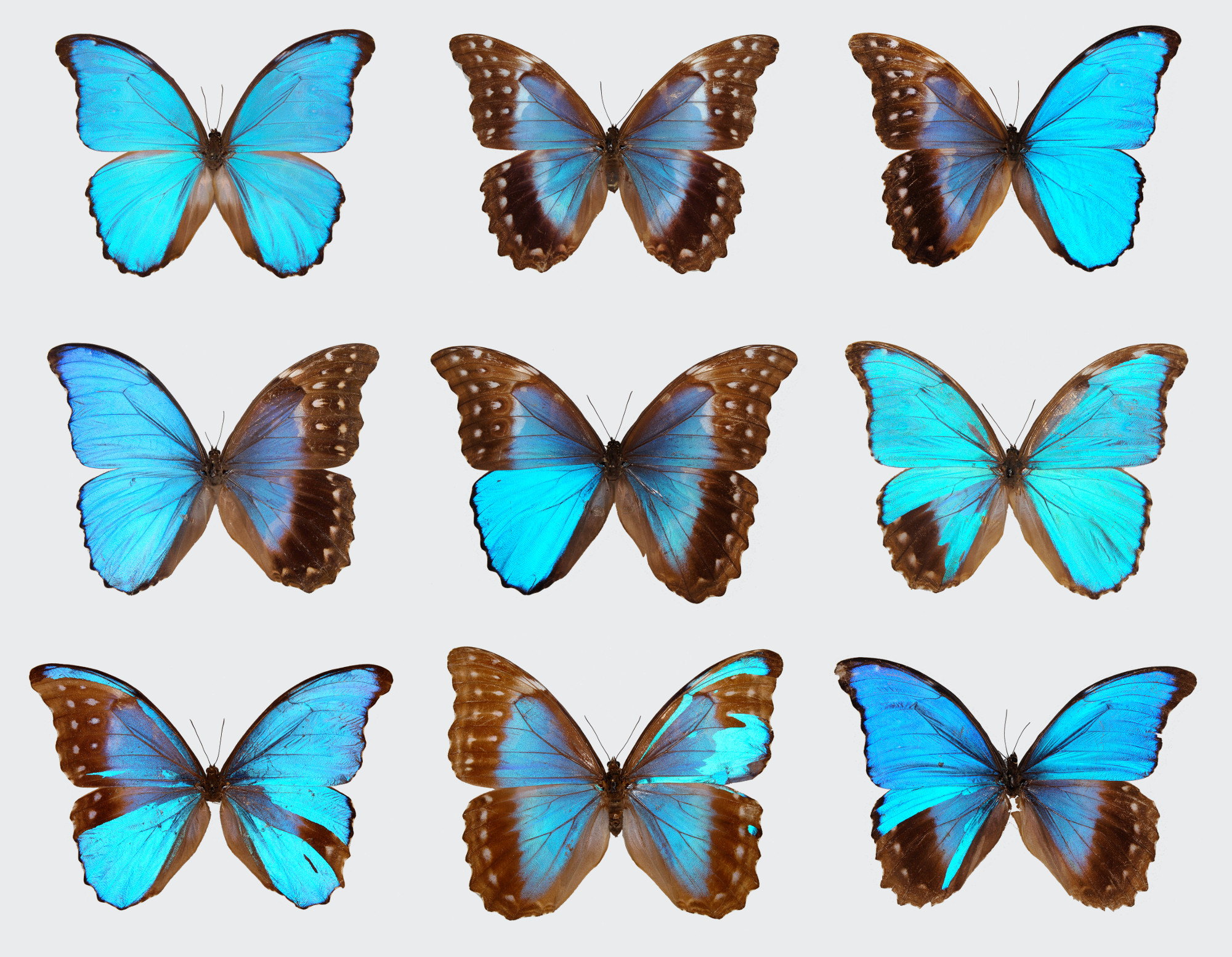 3. Butterfly Wings Lab Boundaries and Pattern Formation Biology LibreTexts
