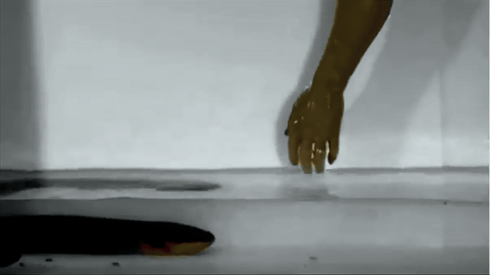 A Lab Of Fake Zombie Arms And StarNosed Moles