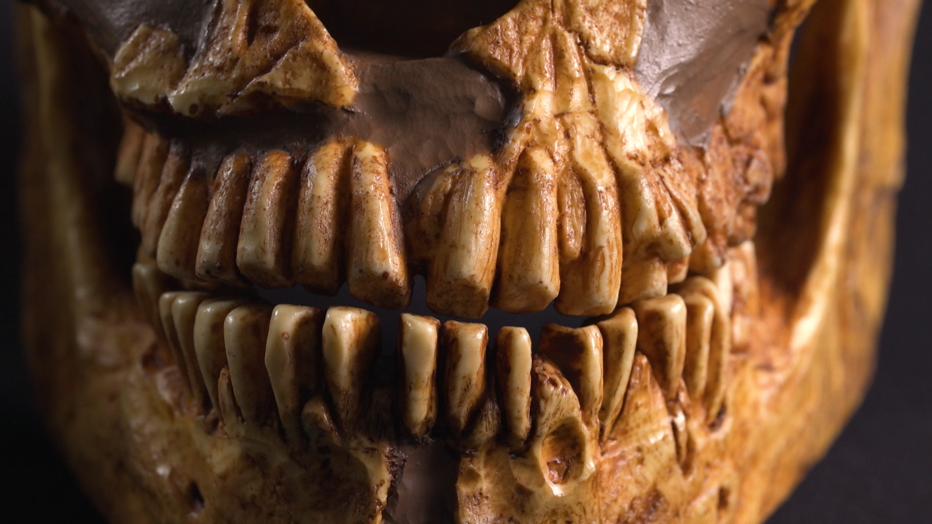 The Wisdom Of Teeth Science Friday