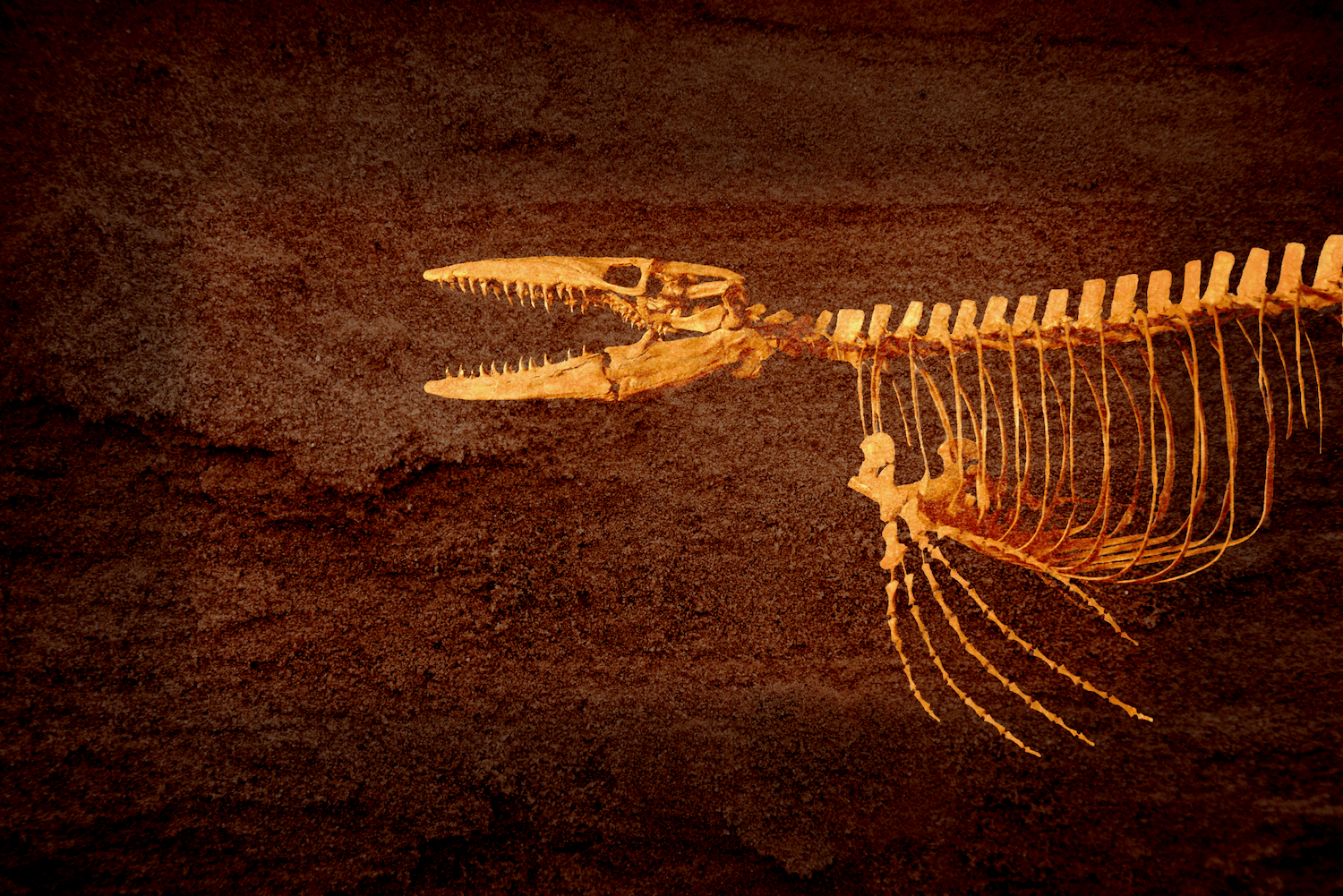 Science Friday Live In Wichita