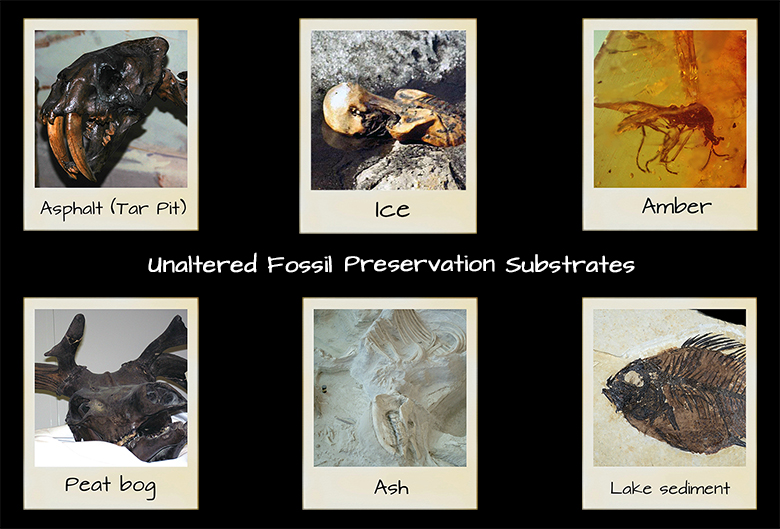 Bring The La Brea Tar Pits To Your Backyard