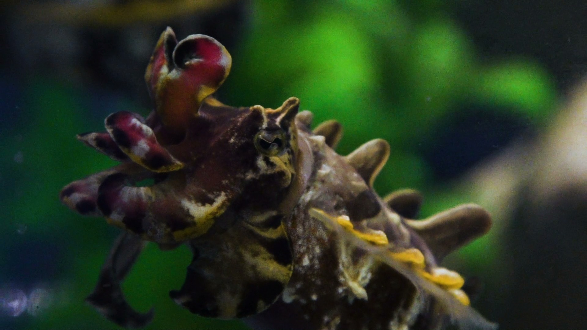 SciFri's Cephalopod Week Jets Off For 2018