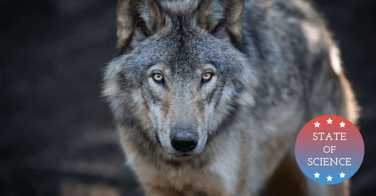 Wisconsin Oversteps In Wolf Hunt