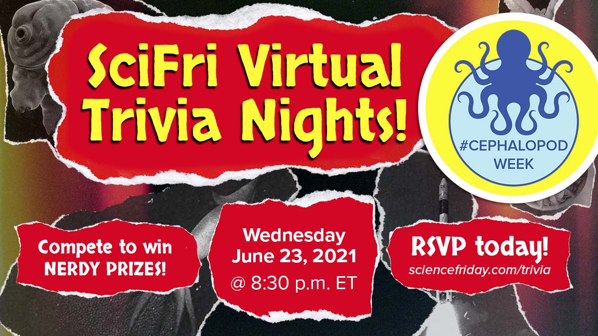 Choose Your Virtual Cephalopod Week Adventure!