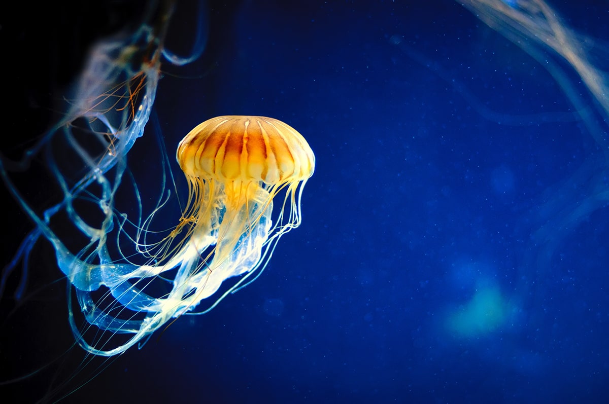Design A Device That Can Safely Collect A Jellyfish Science Friday
