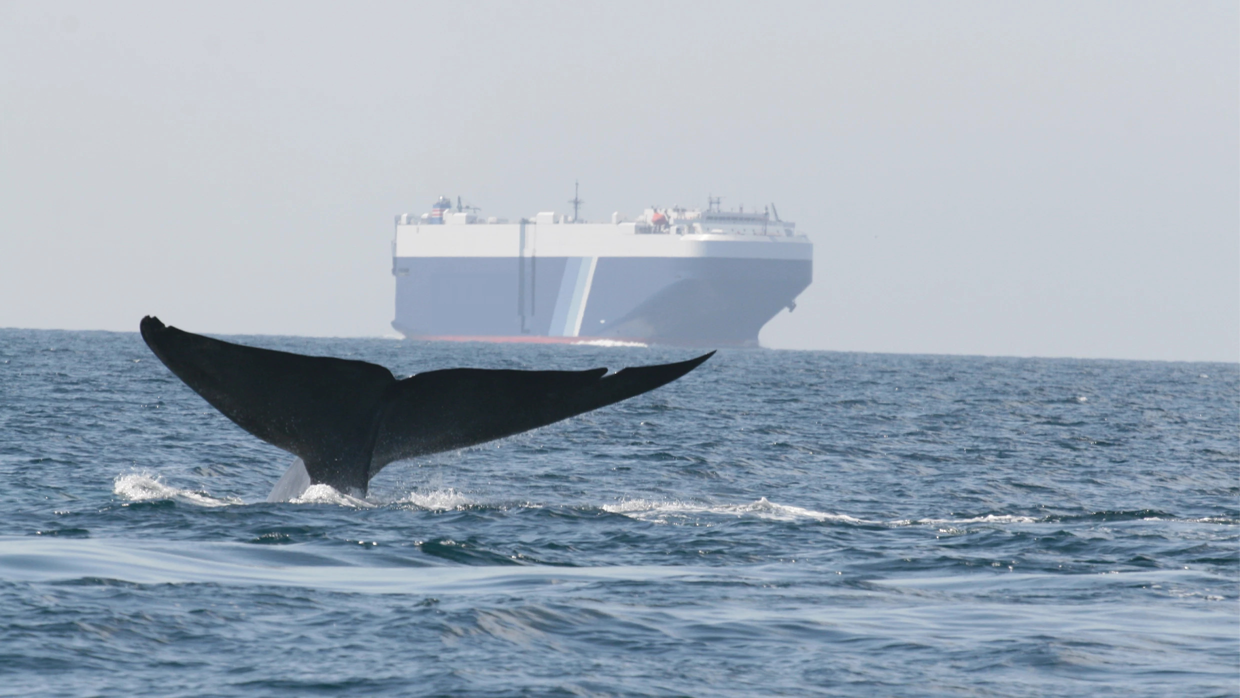 To Stop Whale Strikes, Ships Were Asked To Slow Down. It Worked(03)