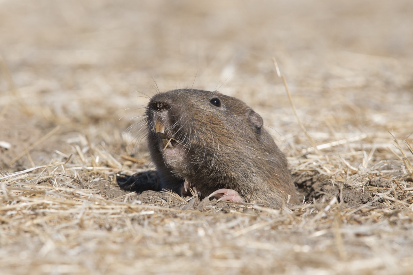 What’s Going On Underground With Gophers?