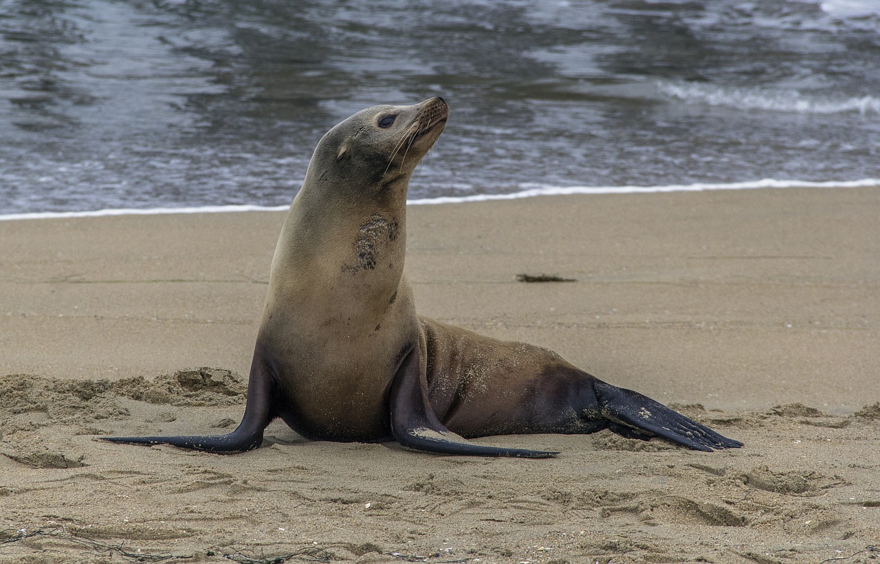 Species Of Seals,water Mammals Science Hub 4 Kids