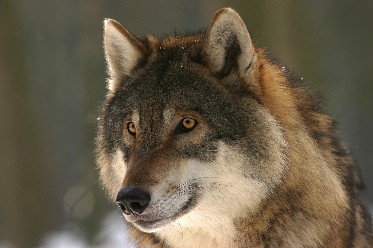 Wolves, Where Do Wolves Live, Dogs Family Science Hub 4 Kids