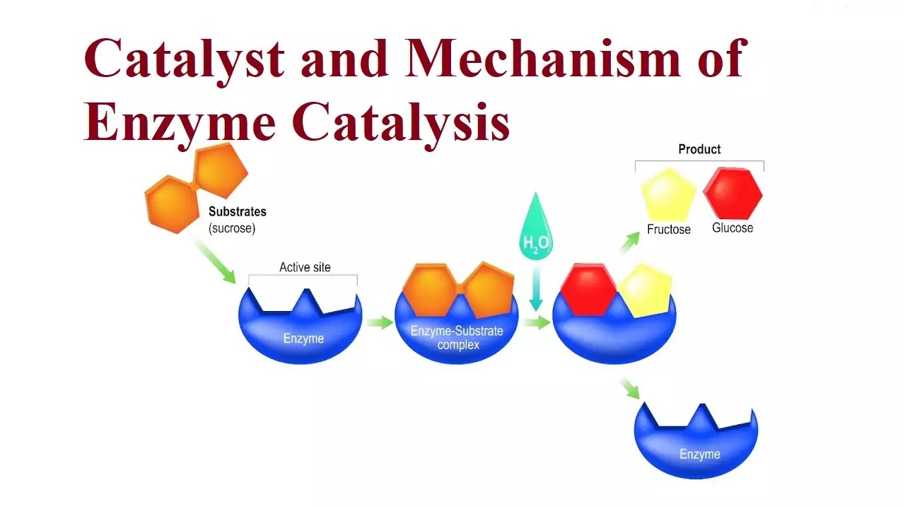 Catalyst and Mechanism of Enzyme Catalysis ScienceMotive
