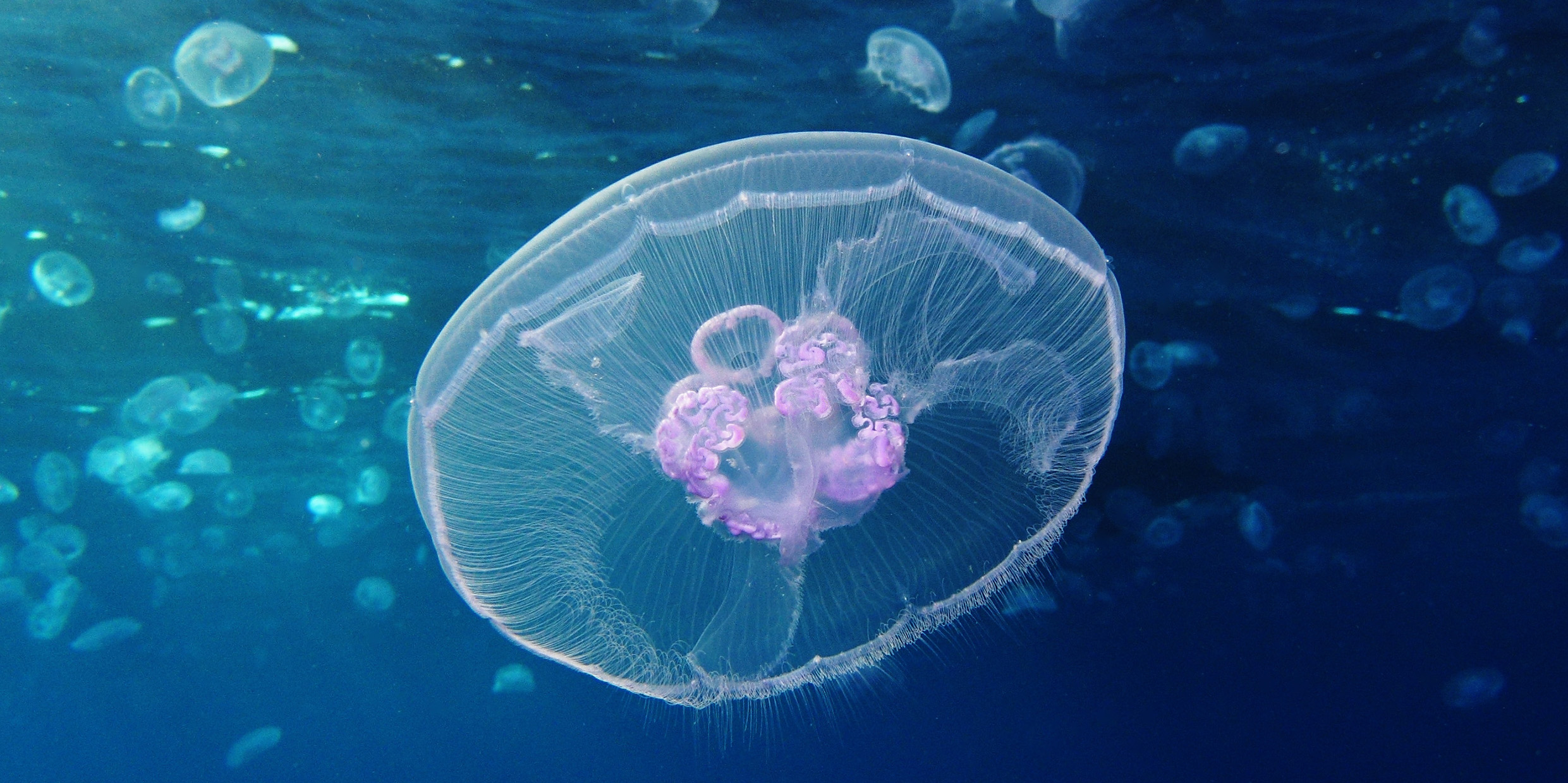 Jellyfish just go with the flow Science Musings