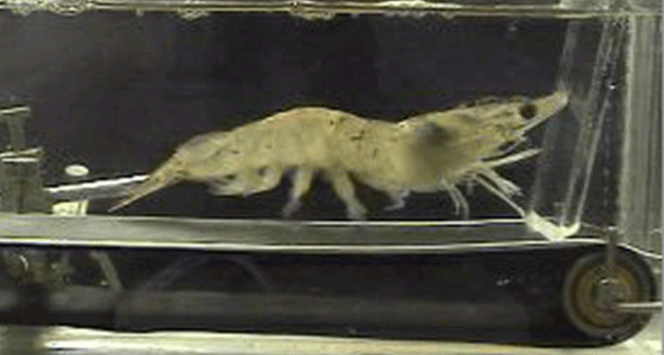 Shrimp on treadmills? Some science only sounds silly Science News for Students