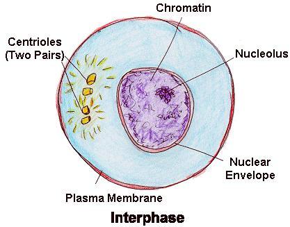 Interphase Of Mitosis
