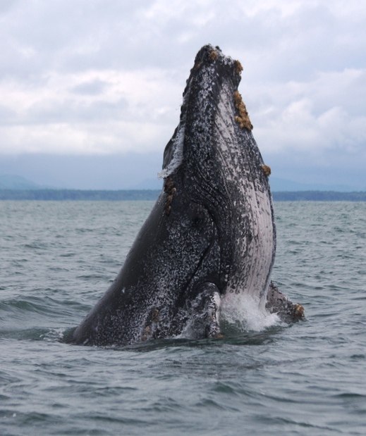 Science Update The Science Radio News Feature of the AAAS
