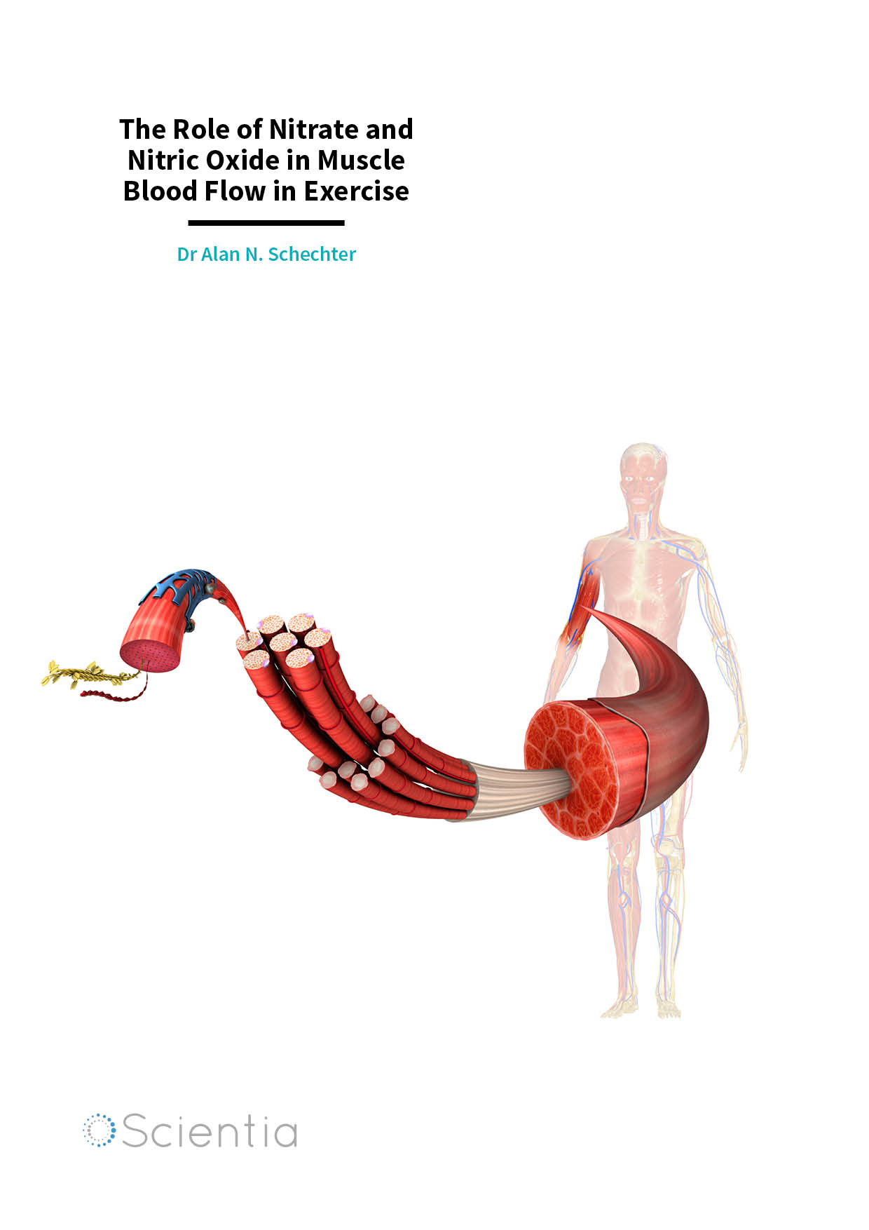 Dr Alan N. Schechter The Role of Nitrate and Nitric Oxide in Muscle
