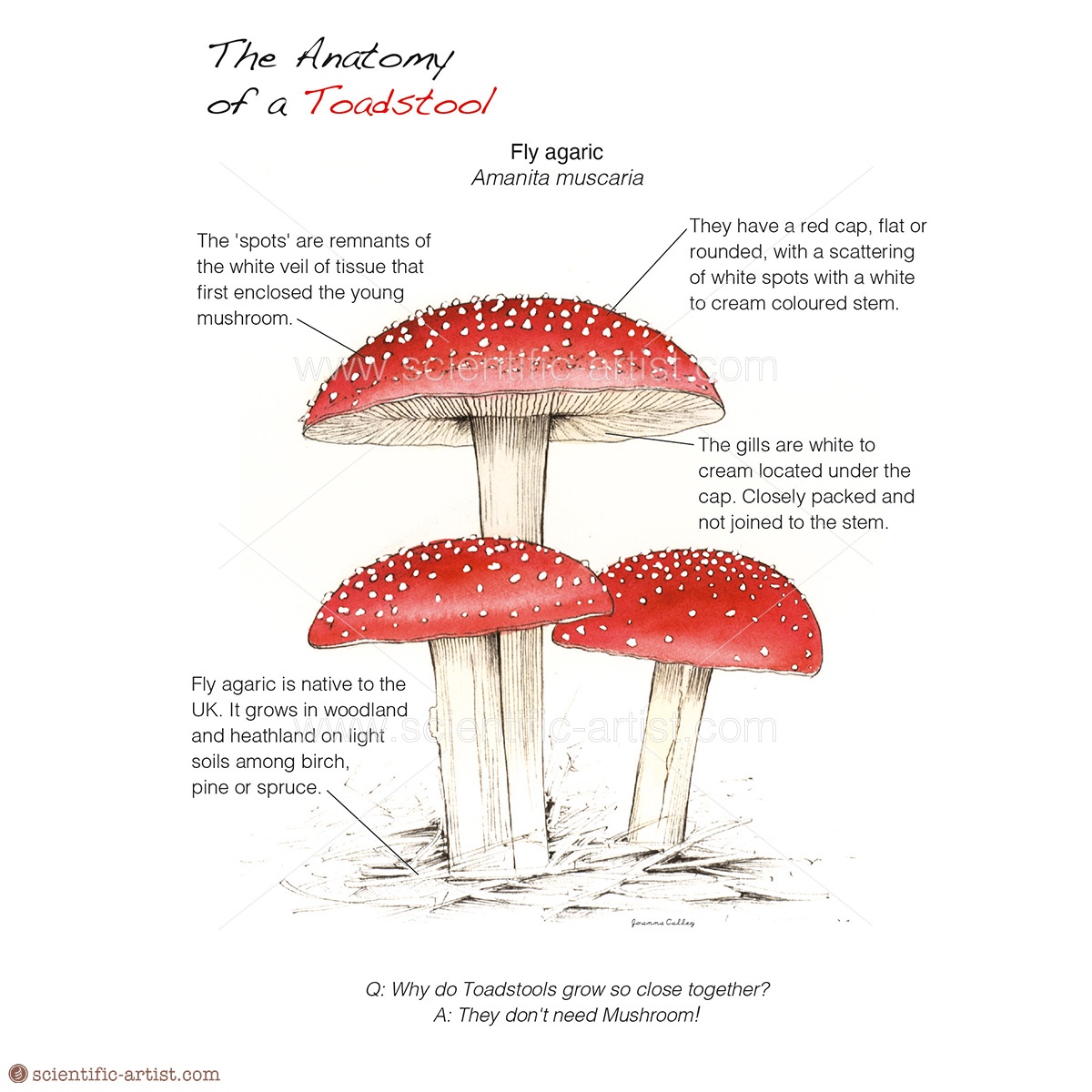 The Anatomy of a Toadstool Scientific