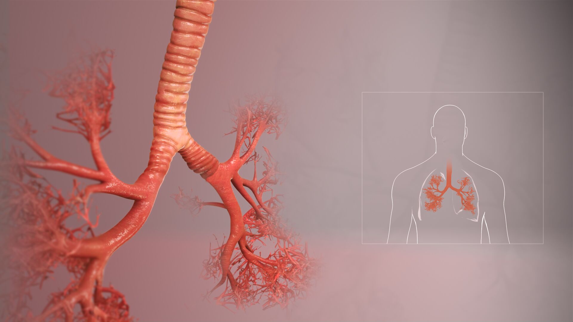 Tracheobronchial Tree