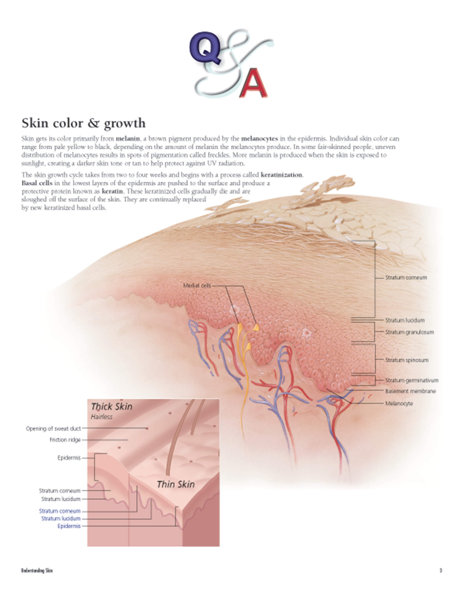 Understanding Skin Flip Chart Scientific Publishing